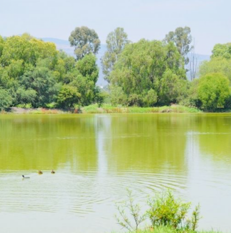 Venta de Terreno  en  en CUMBRES DE SAN MIGUEL