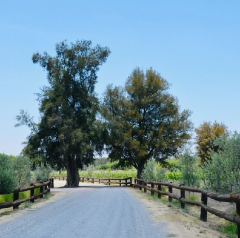 Venta de Terreno  en  en CUMBRES DE SAN MIGUEL