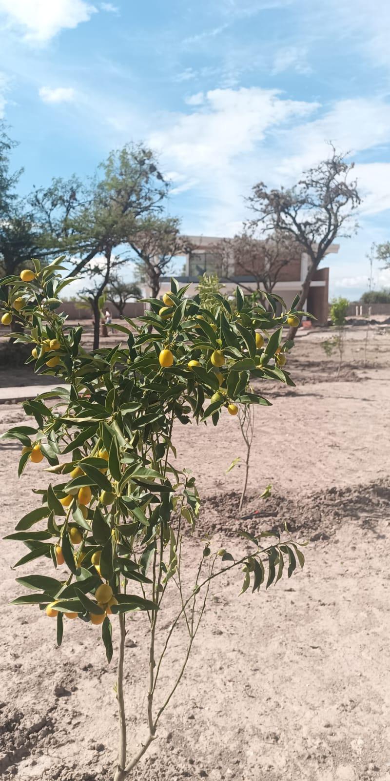 Venta de Terreno  en  en DANZA DE LUZ VILLA DE POZOS